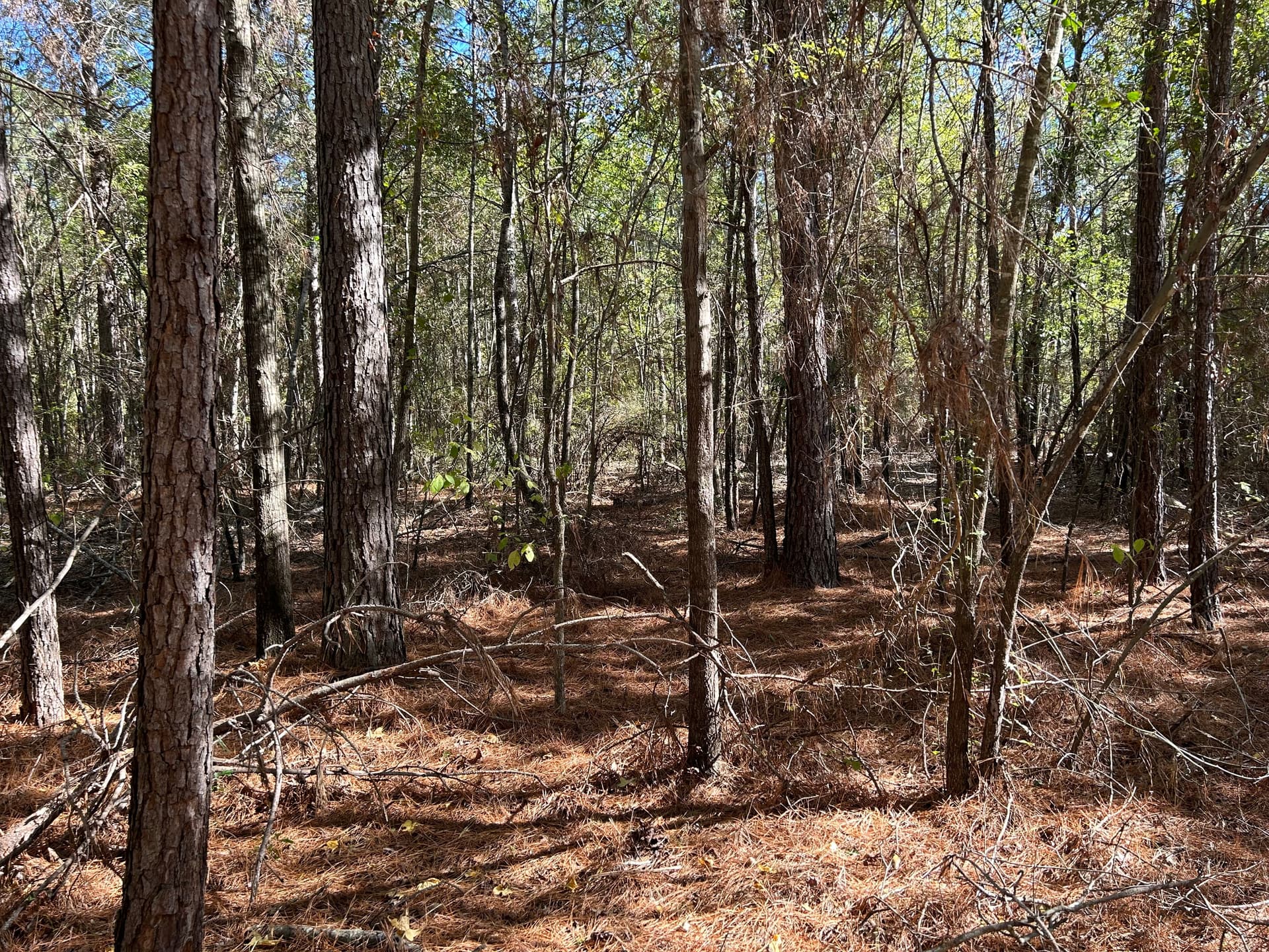 A picture of pine trees in an untouched forest